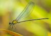 227730 – Photo : David – Malaisie